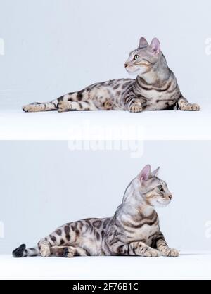 Silver Bengal Cat in studio Stock Photo