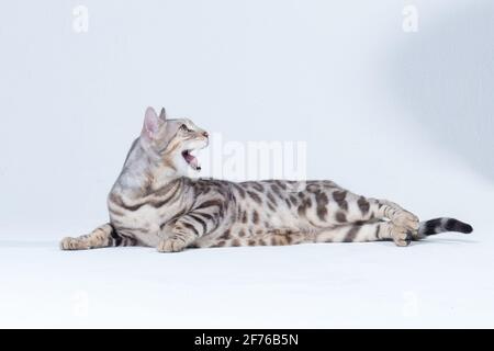 Silver Bengal Cat in studio Stock Photo