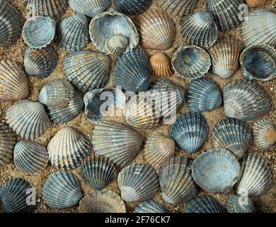 Seashells of different colors on the sand as a natural background, top view Stock Photo