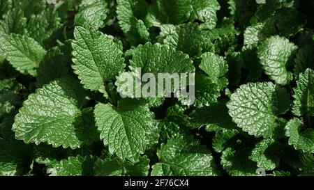 A natural background of fresh young spring leaves of lemon balm Stock Photo