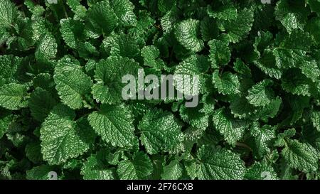 Young fresh spring leaves of lemon balm as a natural background Stock Photo