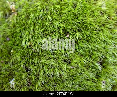 Cypress-leaved Plait-moss Hypnum cupressiforme Hedw. in closeup Stock Photo