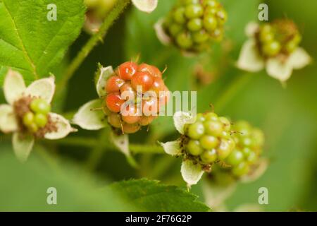 American red raspberry (Rubus idaeus) - USA Stock Photo