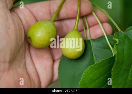 Gardener checking condition of Asian pear fruits (Pyrus pyrifolia) on branch, closeup - USA Stock Photo