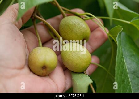 Gardener checking condition of Asian pear fruits (Pyrus pyrifolia) on branch, closeup - USA Stock Photo