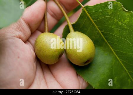 Gardener checking condition of Asian pear fruits (Pyrus pyrifolia) on branch, closeup - USA Stock Photo
