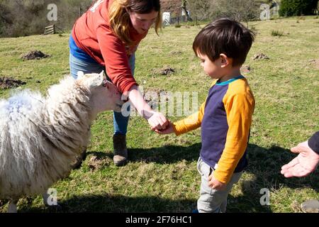 Woman farmer at lambing time in spring putting nuts sheep food into boy's child hand to feed ewe Carmarthenshire Wales UK Great Britain  KATHY DEWITT Stock Photo