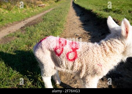 Newborn lamb with the number 88 sprayed in red on it's wool coat standing alone on a track during lambing in Carmarthenshire Wales UK KATHY DEWITT Stock Photo