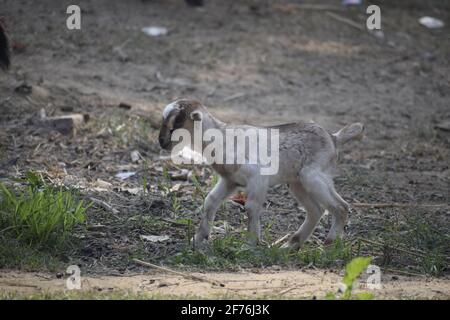 Lovely baby goat running on grass, Patara , India Stock Photo