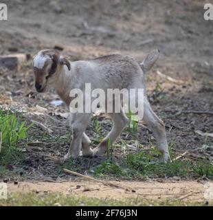 Lovely baby goat running on grass, Patara , India Stock Photo