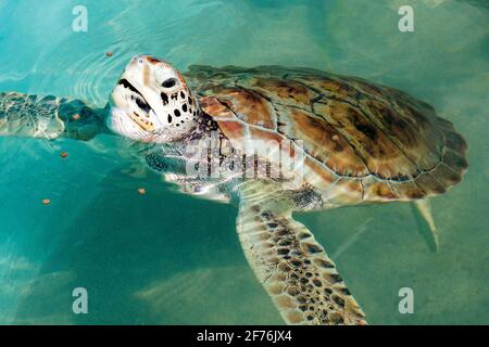 Hawksbill sea turtle (Eretmochelys imbricata) swimming at Tortugranja, sea turtle sanctuary on Isla Mujeres, Quintana Roo, Yucatán Peninsula, Mexico Stock Photo