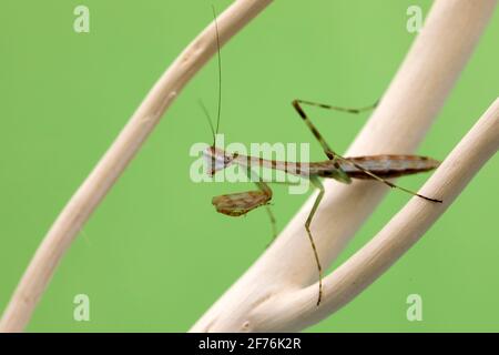 A Madagascan Marbled Mantis nymph, against a green screen background. Stock Photo