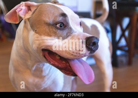 A mixed breed dog (American Staffordshire Pit Bull Terrier and American Pit Bull Terrier) (Canis lupus familiaris) looks excited Stock Photo