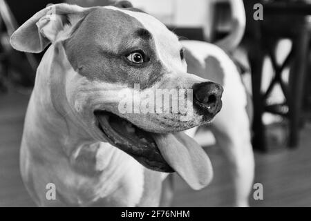 A mixed breed dog (American Staffordshire Pit Bull Terrier and American Pit Bull Terrier) (Canis lupus familiaris) looks excited Stock Photo