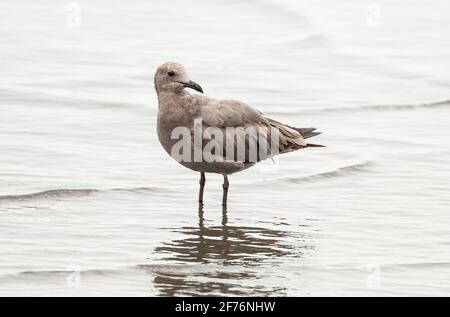 grey gull, Leucophaeus modestus, single bird standing on beach, Salaverry, Peru Stock Photo