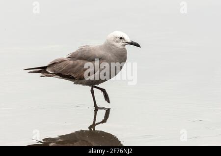 grey gull, Leucophaeus modestus, single bird standing on beach, Salaverry, Peru Stock Photo