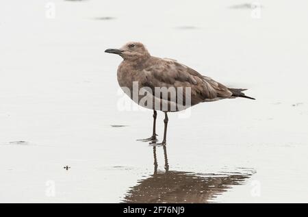 grey gull, Leucophaeus modestus, single bird standing on beach, Salaverry, Peru Stock Photo