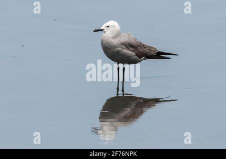 grey gull, Leucophaeus modestus, single bird standing on beach, Salaverry, Peru Stock Photo