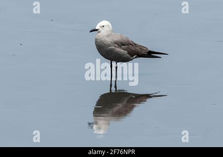 grey gull, Leucophaeus modestus, single bird standing on beach, Salaverry, Peru Stock Photo