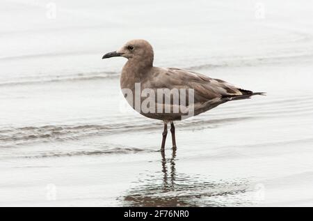 grey gull, Leucophaeus modestus, single bird standing on beach, Salaverry, Peru Stock Photo