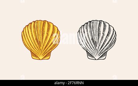Sea shell or mollusca different forms. Engraved hand drawn in old sketch, vintage style. Nautical or marine, monster or food. animals in the ocean. Stock Vector