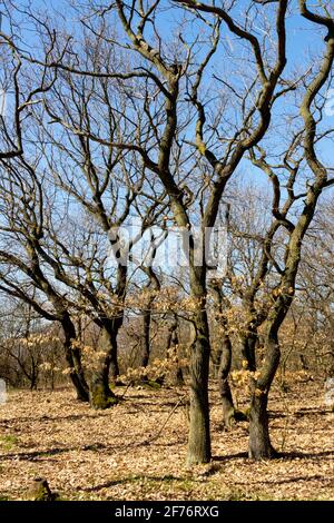 Common oak trees, leafless in April woodland Stock Photo