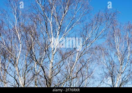 Silver birch trees, leafless trees against blue sky in early spring Stock Photo