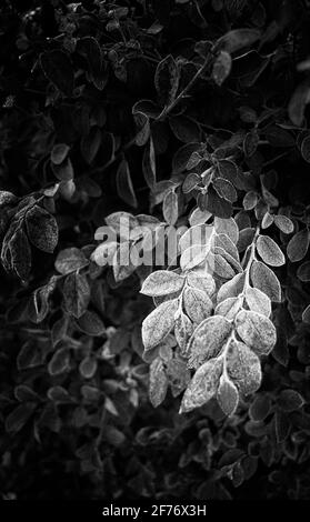 Black and white close up photograph of frosted leaves and stems of a garden plant. Stock Photo