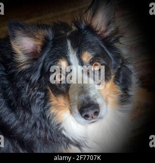 Border Collie portrait Stock Photo