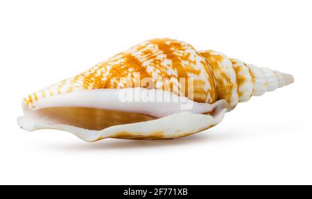 Bright sea shell isolated on a white background Stock Photo