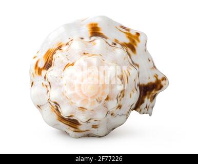 Front view of shell isolated on a white background Stock Photo