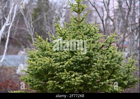 A tree of coniferous forest larch. Spruce in spring. Stock Photo