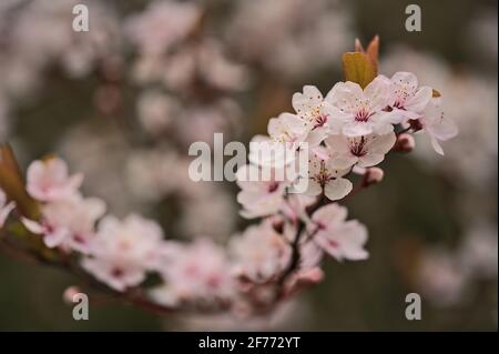 Beautiful blurry closeup view of delicate spring black cherry plum (Prunus cerasifera Nigra) blossoms in pink colors in St Stephens Green Park, Dublin Stock Photo