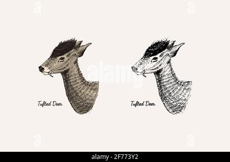 Horn and antlers Animals. Impala, gazelle and greater kudu, fallow deer reindeer, axis and dibatag. Hand drawn engraved sketch Stock Vector