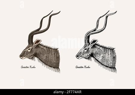 Horn and antlers Animals. Impala, gazelle and greater kudu, fallow deer reindeer, axis and dibatag. Hand drawn engraved sketch Stock Vector