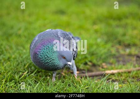 Beautiful closeup view of common city feral pigeon (Columbidae) looking for food on the lawn in Stephens Green Green Park, Dublin, Ireland Stock Photo