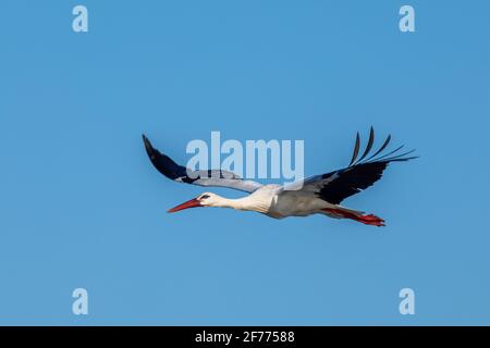 Stork in flight. Stork in their natural environment. Stock Photo