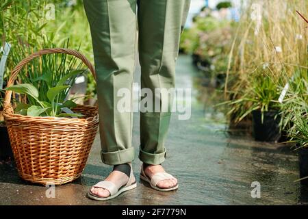 Legs of female gardener in pants and sandals standing on wet floor of large contemporary hothouse between flowerbeds with seedlings Stock Photo