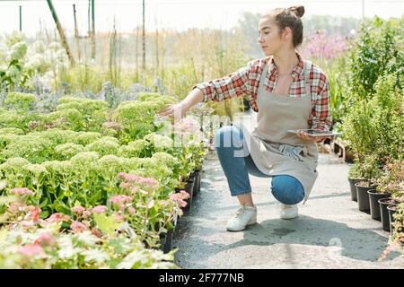 Young blond female farmer in workwear looking at green plant or blooming flowers while sitting on squats by flowerbed and using tablet Stock Photo