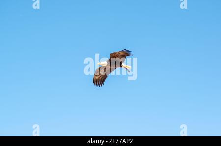 bald eagle (Haliaeetus leucocephalus) soaring through the skies Stock Photo