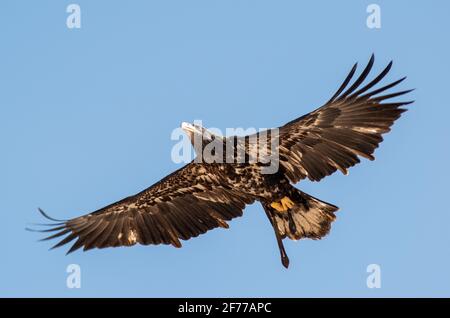 Marabou stork (Leptoptilos crumenifer) soaring through the sky Stock Photo