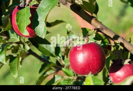 Red apple on the branch of an apple tree Stock Photo
