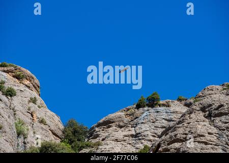 Gorge of Collegats in the Pyrenees. In the middle of spring. On a sunny day with no clouds in the sky and a completely blue sky. In the sky a vulture Stock Photo