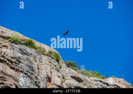 Gorge of Collegats in the Pyrenees. In the middle of spring. On a sunny day with no clouds in the sky and a completely blue sky. In the sky a vulture Stock Photo