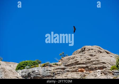 Gorge of Collegats in the Pyrenees. In the middle of spring. On a sunny day with no clouds in the sky and a completely blue sky. In the sky a vulture Stock Photo