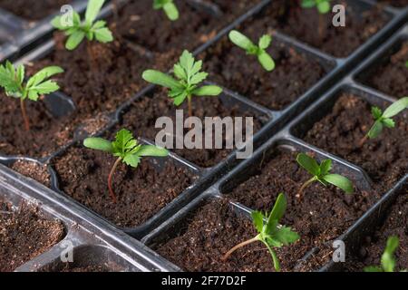 one small bright green young plant surrounded with rows of sprouts, seedling plugs in black plastic boxes, trays. Spring plug flowers growing. Seed marigold starting, four leaves seed germination Stock Photo