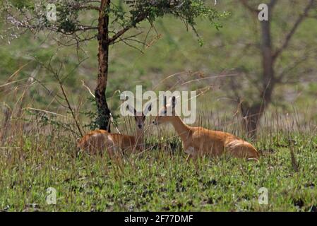 Sudan Oribi (Ourebia montana) pair resting in the shade of a tree Sankelle Sanctuary, Ethiopia        April Stock Photo
