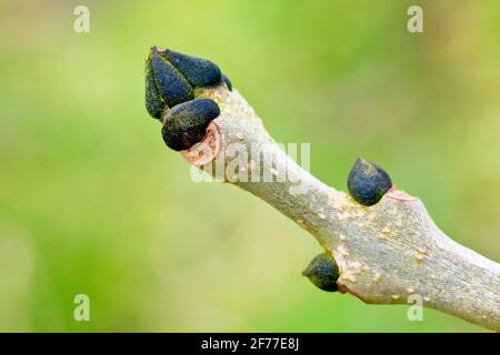 Ash leaf buds (fraxinus excelsior), close up showing the tip of a branch with the distinctive grey bark and black leaf buds of the tree. Stock Photo