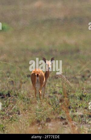 Sudan Oribi (Ourebia montana) female standing in open grassland Sankelle Sanctuary, Ethiopia        April Stock Photo