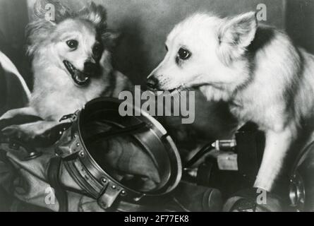 Space dogs in the Soviet Union. Unknown which dogs. Stock Photo